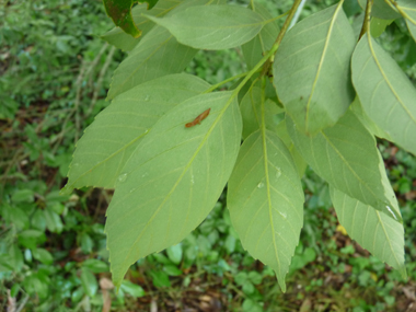 Verso des feuilles vert glauque. Agrandir dans une nouvelle fenêtre (ou onglet)